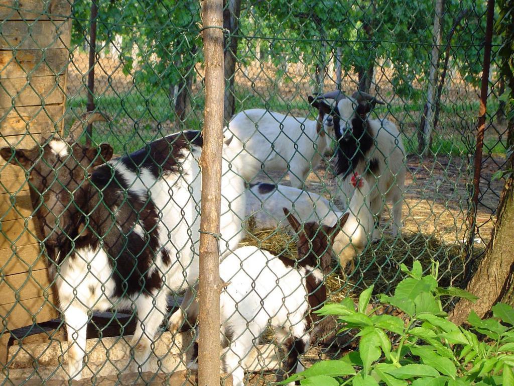 Sant'Andrea Agriturismo Con Cantina Martignago Vignaioli Asolo Prosecco Docg Wines Maser Exteriör bild