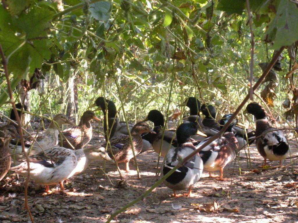 Sant'Andrea Agriturismo Con Cantina Martignago Vignaioli Asolo Prosecco Docg Wines Maser Exteriör bild