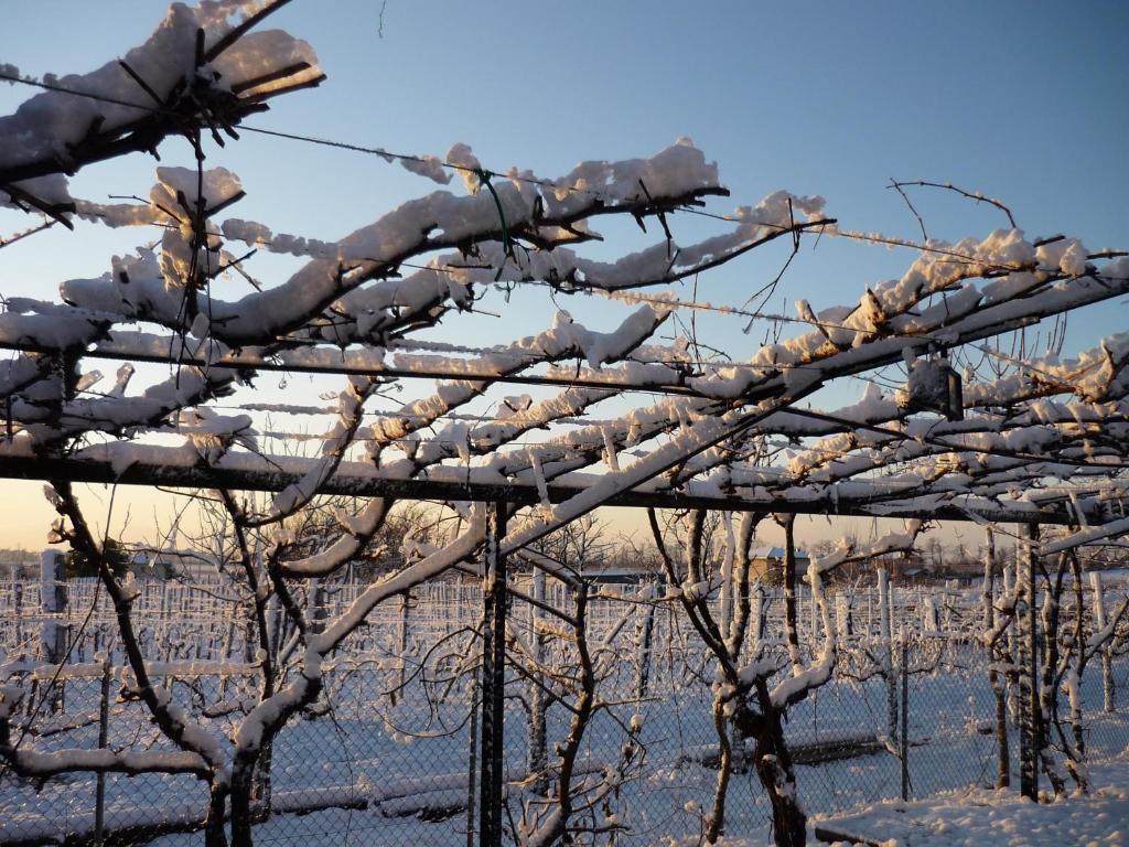 Sant'Andrea Agriturismo Con Cantina Martignago Vignaioli Asolo Prosecco Docg Wines Maser Exteriör bild