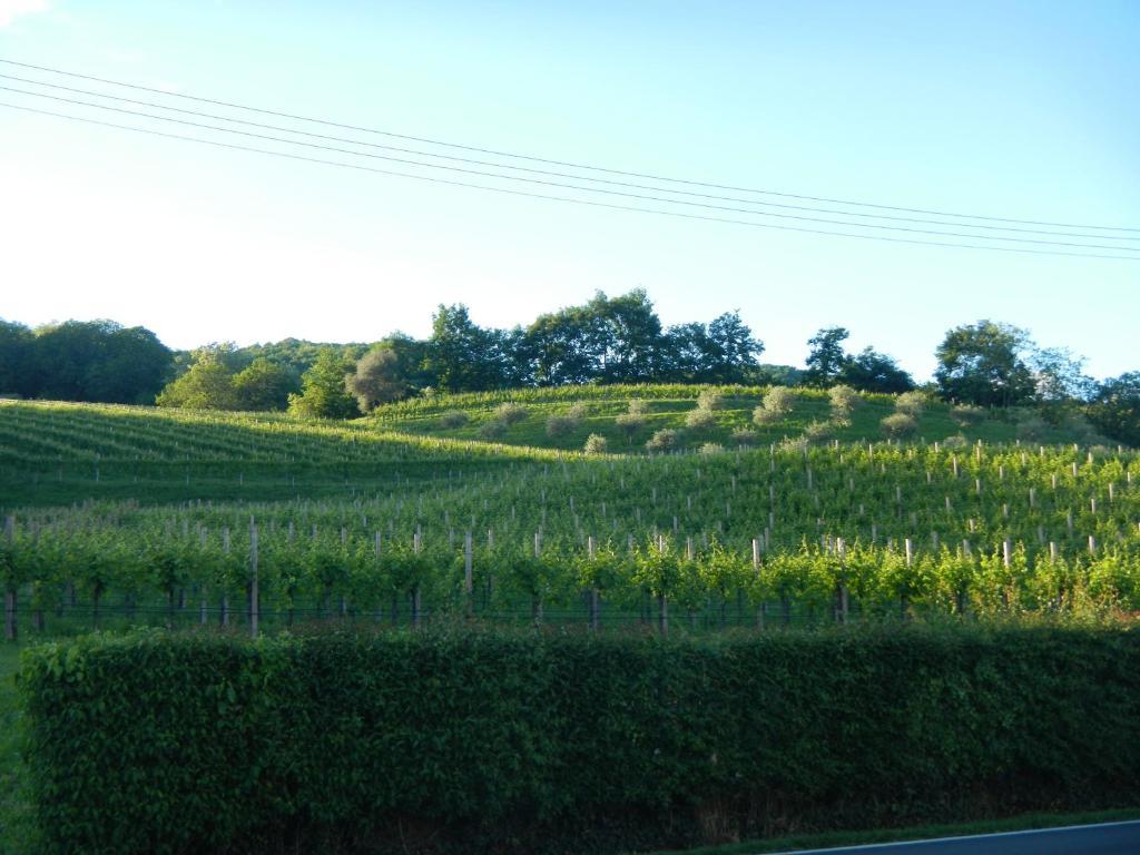 Sant'Andrea Agriturismo Con Cantina Martignago Vignaioli Asolo Prosecco Docg Wines Maser Exteriör bild